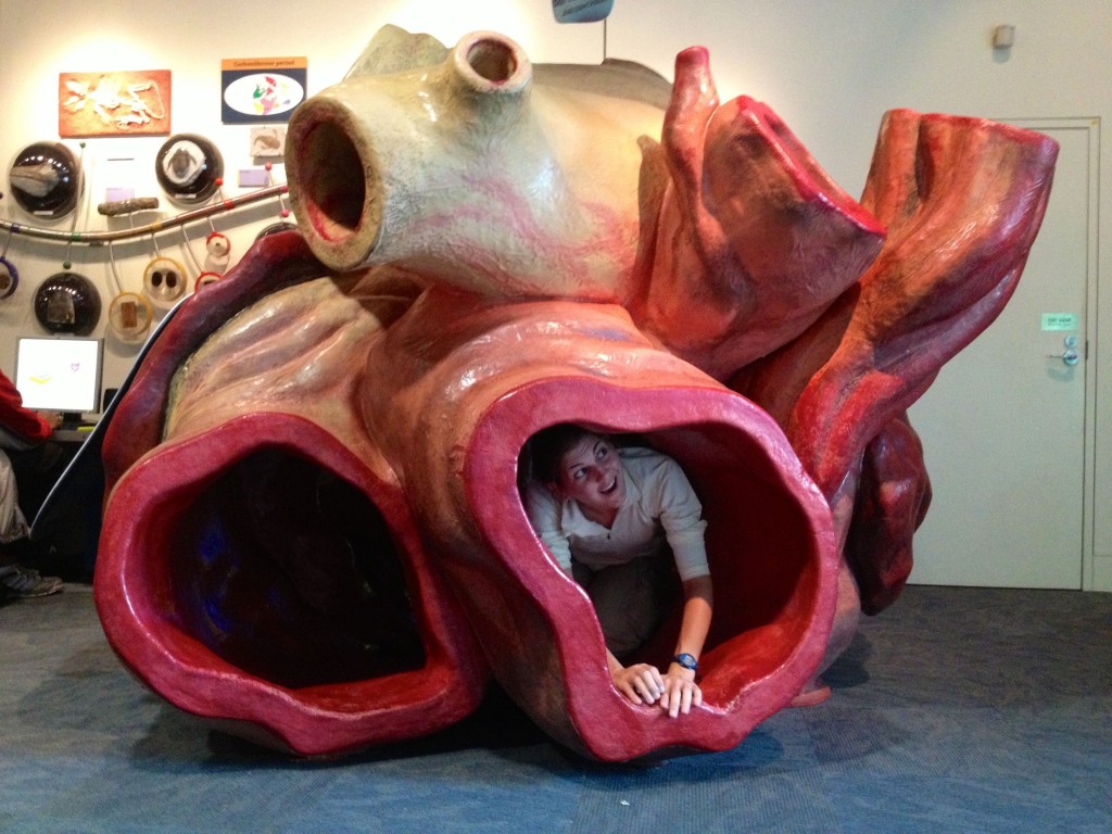 whale-heart_6286-1024x768.jpg