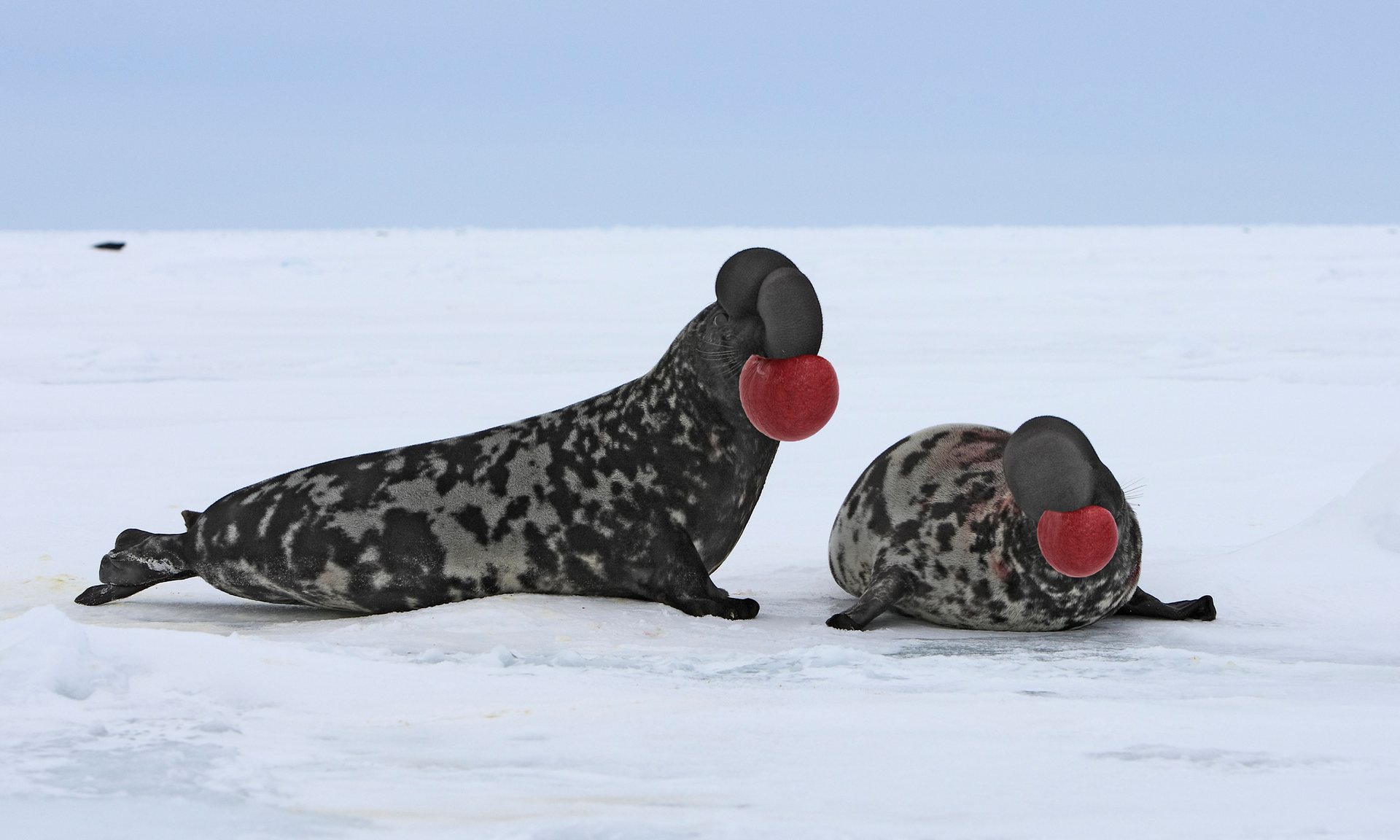 hooded_seals_1-3330931265.jpg