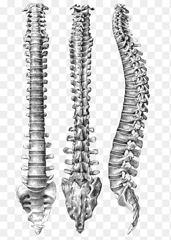 human-vertebral-column-spinal-anatomy-human-body-vertebral-miscellaneous-human-anatomy-thumbnail.png