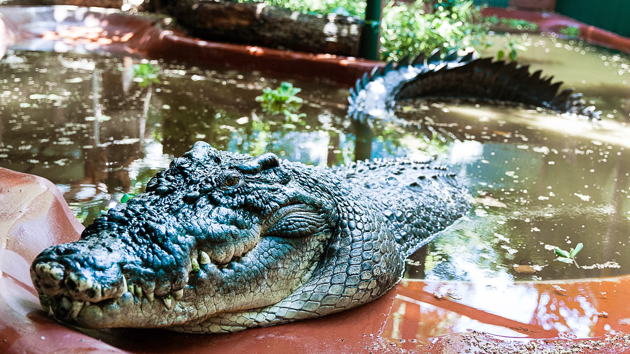 Le-crocodile-Cassius-a-Green-Island-en-Australie-le-2-fevrier-2013-1968720-994596702.jpg