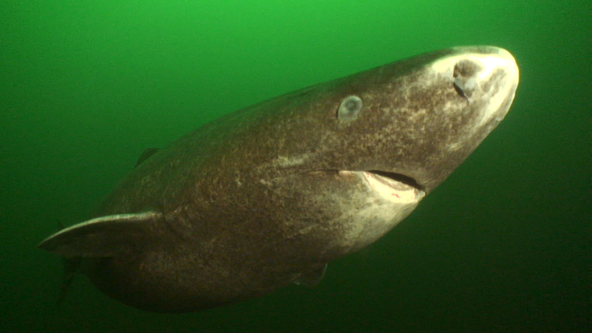 28-greenland-sharks-blueworldtv-1wi2udr-125131000.jpg