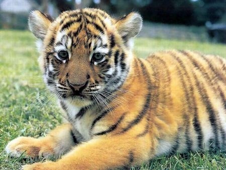 gw-baby-tiger.jpg