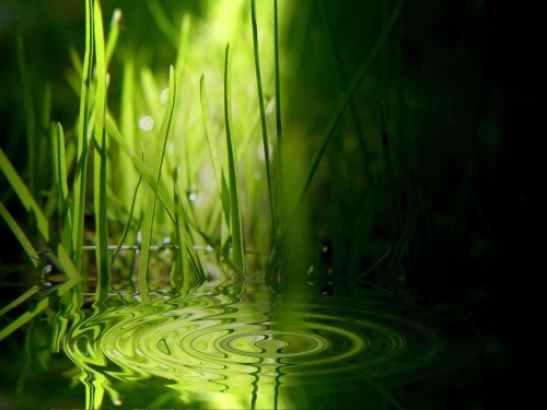 vista-wallpaper-grass-ripples.jpg