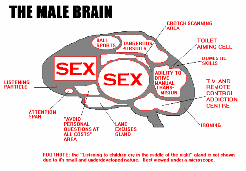 the_male_brain.gif