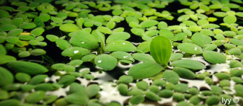 Pistia_stratiotes.jpg