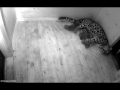 Amuuri leopard Darla ja pisipõnnid